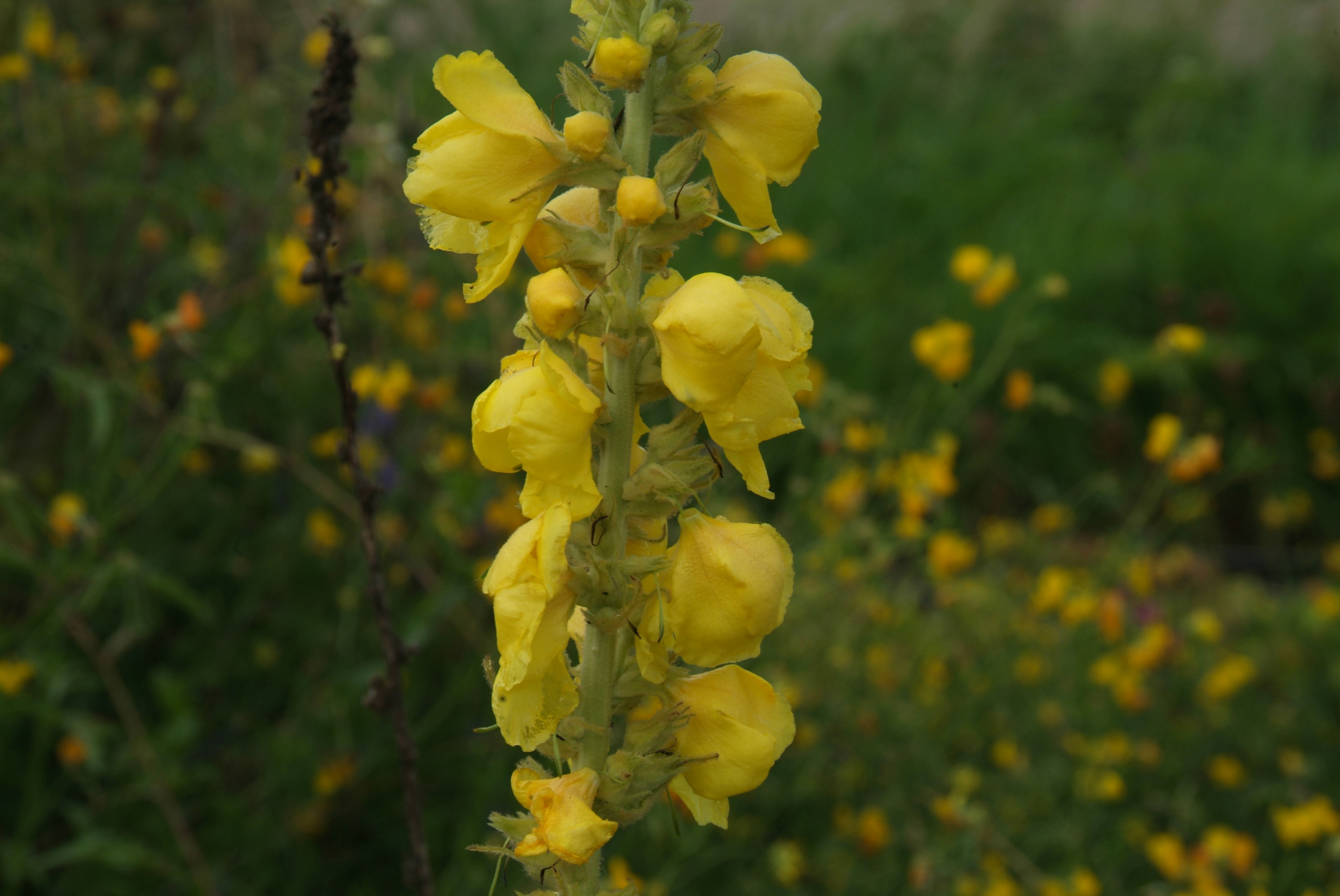 Verbascum densiflorumStalkaars bestellen